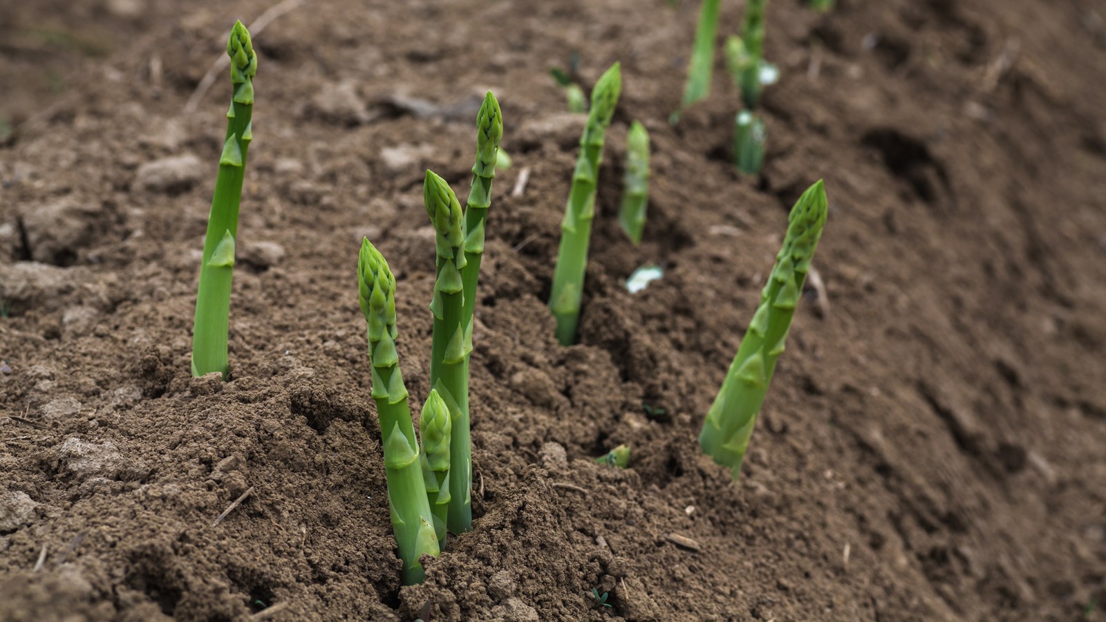 Asparagus Growing